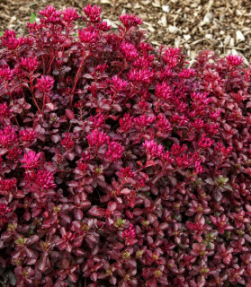 Sedum spurium 'Coccineum'